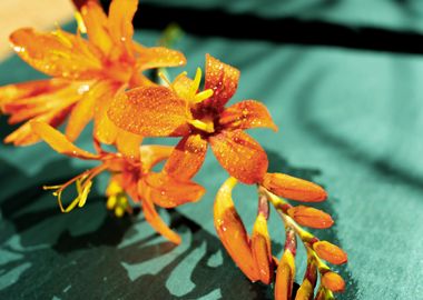 Orange Crocosmia flower