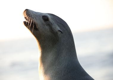 California Sea Lion