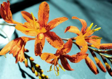 Orange Crocosmia flower