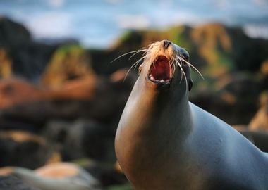 California Sea Lion