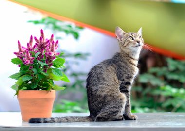 cat and flower