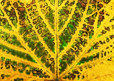 autumn vine leaf