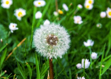 Dandelion in summer