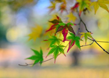 autumn leaf detail