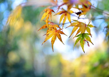 autumn leaf detail