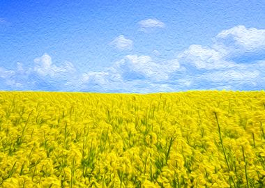 Yellow Flower Fields