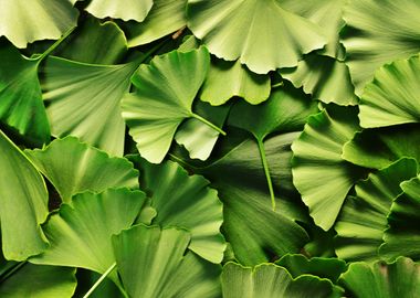 ginkgo biloba texture