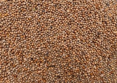 coriander seeds texture