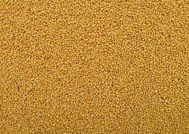 mustard seeds texture