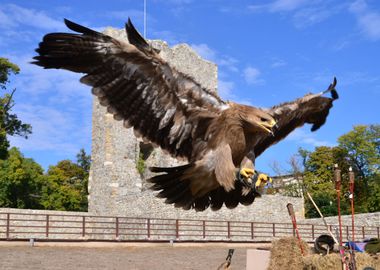 flying hawk attack