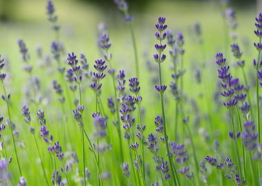 lavender flower field