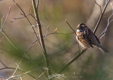 White Throated Sparrow