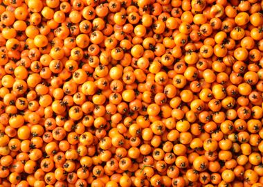 sea buckthorn texture