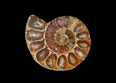 fossil snail slice