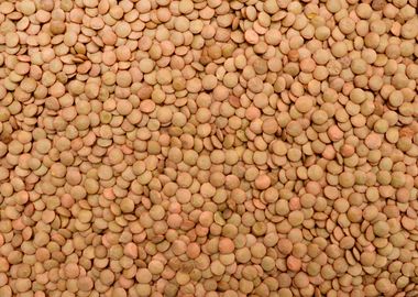 lentil seeds texture