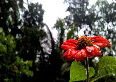 red flower