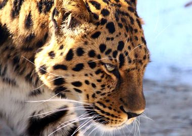 Cute brown leopard