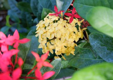 Beautiful Yellow Flower