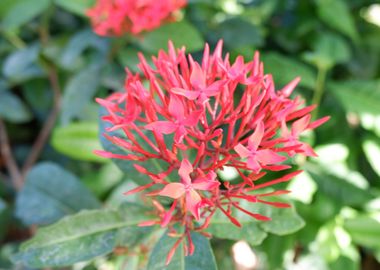 Beautiful Red Flower