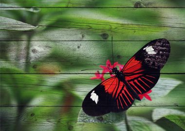 Butterfly Art