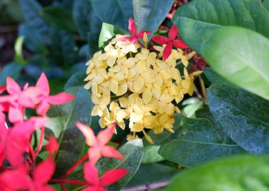 Beautiful Yellow Flower