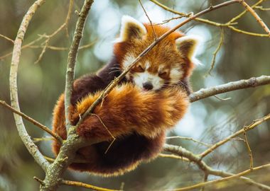 Little red panda