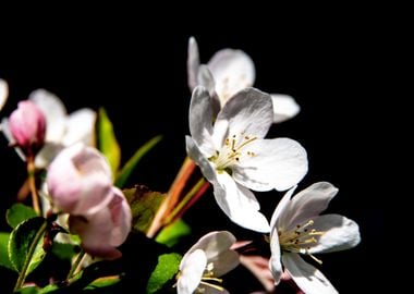 Apple Trees in bloom