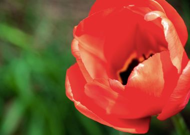 Magnificent tulips