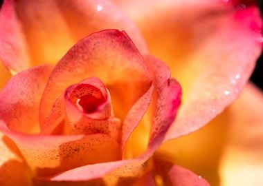 Glittering pink roses