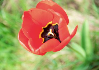 Magnificent tulips