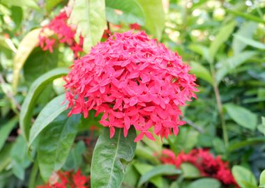 Beautiful Red Flower