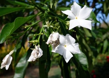 Beautiful White Flower