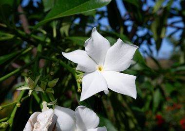 Beautiful White Flower