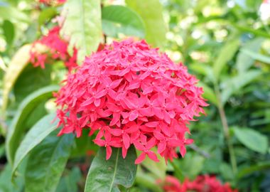 Beautiful Red Flower