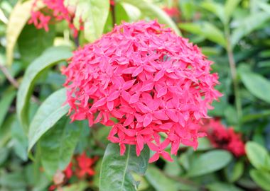 Beautiful Red Flower