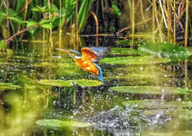 Kingfisher 