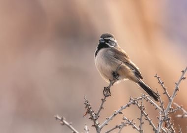 Black Throat Sparrow