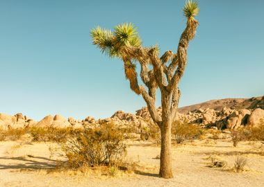 Southwest Desert