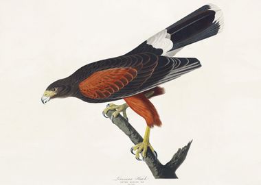 Louisiana Hawk