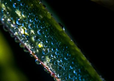 Magic drops on a leaf