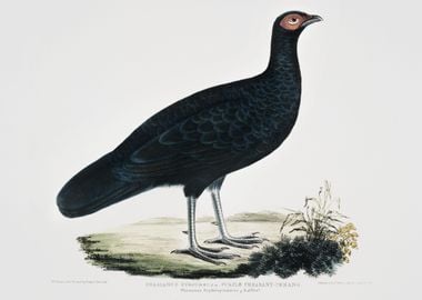 Puple Pheasant