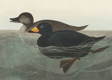 American Scoter Duck