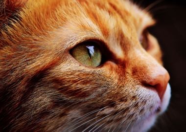 Orange cat close up