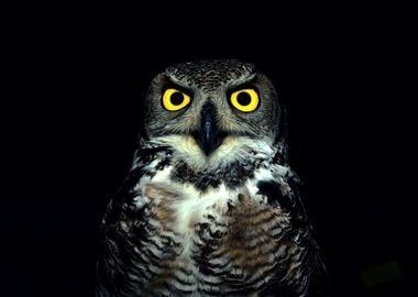 Owl and black background