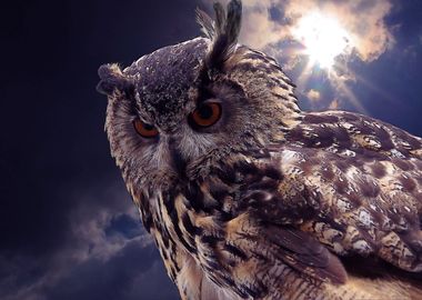 Owl sky and sun