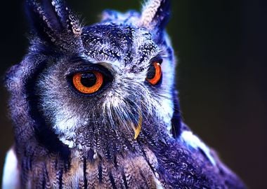 Orangeeyed owl