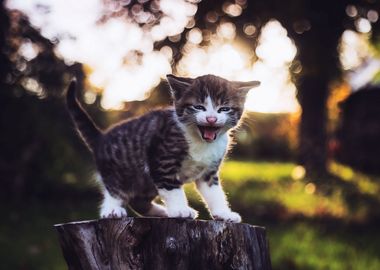 Kitten on a tree stump