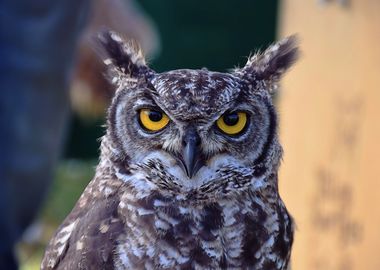 Yellow eyed owl