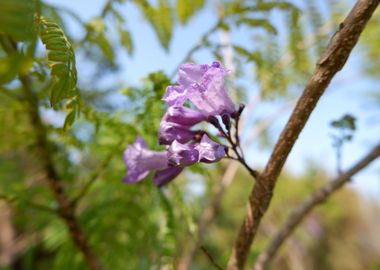 Beautiful Fresh Flower