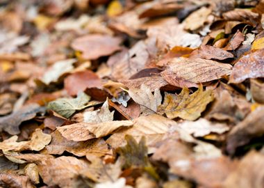 Autumn leaves on ground